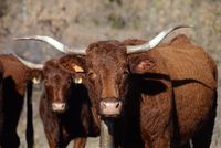Carnes de la Sierra de Guadarrama